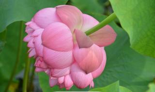 有点顶是什么梗 有点顶是什么梗